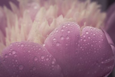 Paeonia Sarah Bernhardt, Paeonia lactiflora çiy damla ile. Paeoni