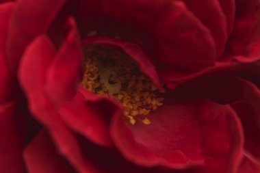 Sevgililer Günü için Parlak Kırmızı Gül. Yakın çekim