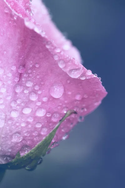 ヴィンテージ花は水の滴でバラ、詳細を閉じます — ストック写真