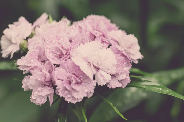 Carnation flower. Close up blooming carnation glory pink flower