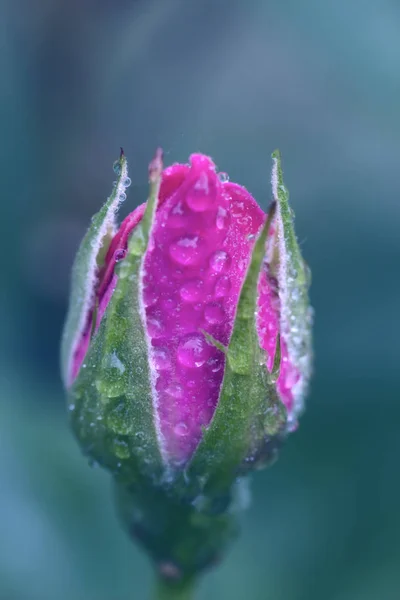 ดอกไม้วินเทจ ดอกกุหลาบกับหยดน้ํา รายละเอียดใกล้ชิด — ภาพถ่ายสต็อก
