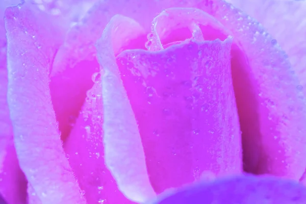 Flor Vintage rosa com gotas de água, detalhe close-up — Fotografia de Stock