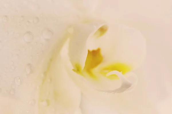 露滴の柔らかい白いバニラ蘭。クローズアップ。セレクティブ — ストック写真