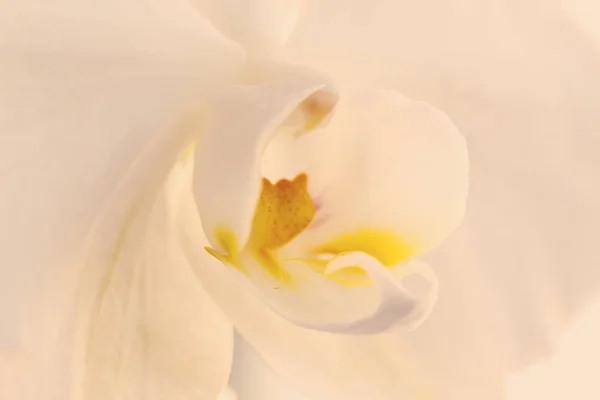 A tender white vanilla orchid. Close up. Selective focus