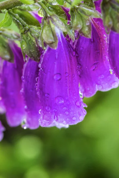 Mor foxglove (Digitalis purpurea) pur ile leylak çiçekleri ile