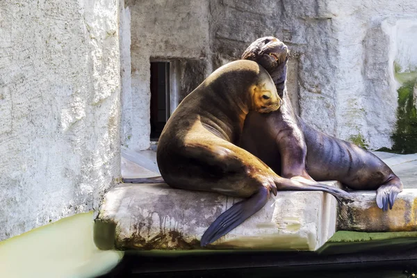 couple of wild sea lion is hugging. Loving happy pair of fur sea