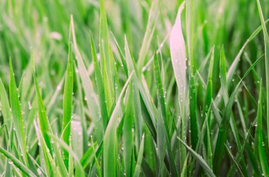 Çiy damlacıkları ile yeşil çimen. Doğanın tazeliği. Natur