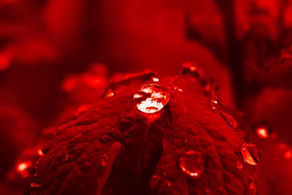 Röda höstlöv med en droppe dagg. Symbolen för höst. Octob — Stockfoto