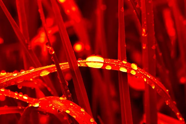 Foglie rosse d'autunno con una goccia di rugiada. Il simbolo dell'autunno.Ottobre — Foto Stock