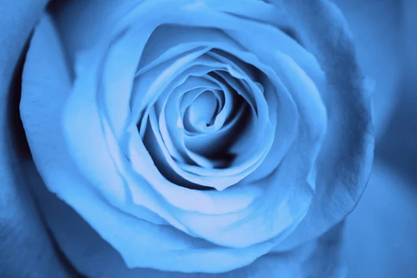 Синий розовый фон, макроснимок свежей розы для символа лова — стоковое фото