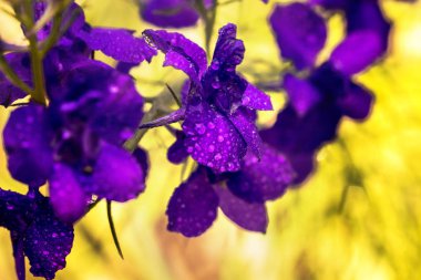 Menekşe çiçek, yumuşak odak yakın