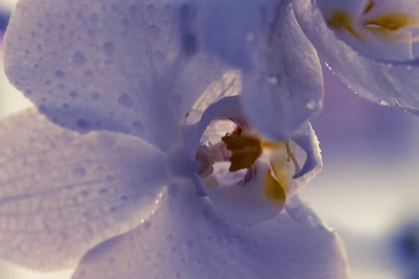 Çiçek açan açık mavi orkideler. Phalaenopsis. - Yakın çekim. Yumuşak — Stok fotoğraf