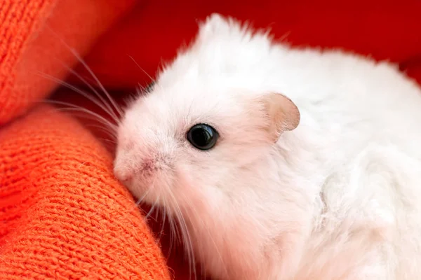 Ένα Λευκό Ποντίκι Ένα Χάμστερ Κάθεται Ένα Ζεστό Πορτοκαλί Κασκόλ — Φωτογραφία Αρχείου