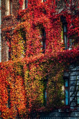  Wall of yellow and orange and red  ivy wrapped around the house. Hedera helix. Original texture of natural greenery. Background of elegant leaves. Nature concept for autumn design.