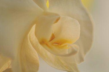 Çiçek açan beyaz orkideler çiçek. Phalaenopsis. Closeup. Yumuşak odak, tonda