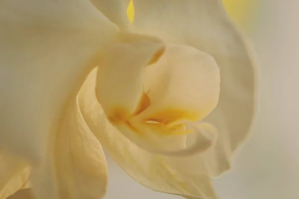 白蘭の花を咲かせます ファレノプシス クローズ アップ ソフトフォーカス トーン — ストック写真