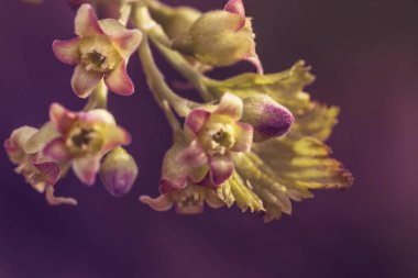 baharda yeşil çiçekler ile güzel genç frenk üzümü sürgünler, sıcak havalarda aktif büyüme sırasında çilek veren bitkinin ayrıntıları