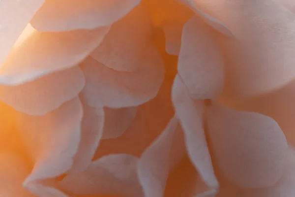 Odaklanmamış Pembe Gül Yaprakları Soyut Romantizm Arka Planı Pastel Yumuşak — Stok fotoğraf