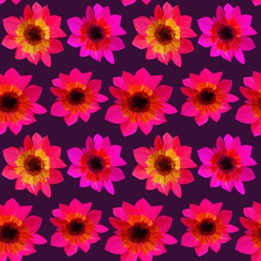 Derin mor arka planda kusursuz aster desenleri var. Gouache boyalarının kusursuz çiçek desenleri. Tasarım ve dekorasyon için güzel özgün desen.