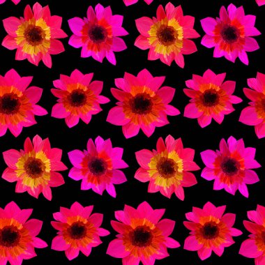 Siyah arka planda kusursuz aster desenleri var. Gouache boyalarının kusursuz çiçek desenleri. Tasarım ve dekorasyon için güzel özgün desen.