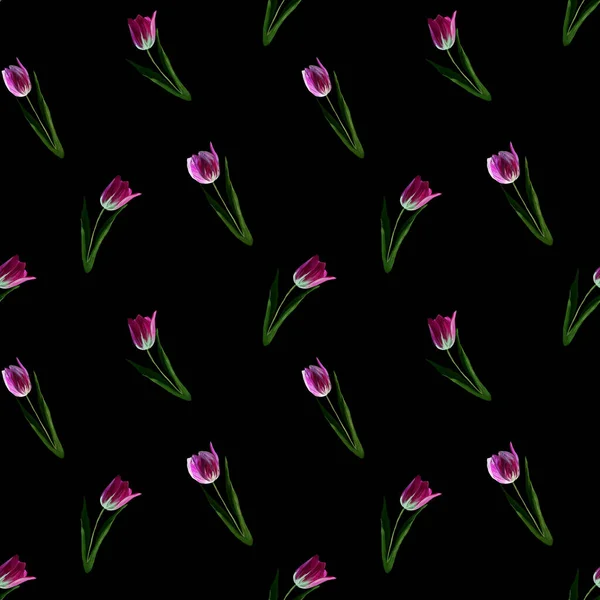 苦瓜花郁金香背生 没有缝隙的五彩缤纷的春天图案 在黑色背景上涂上紫色郁金香 紫罗兰 — 图库照片