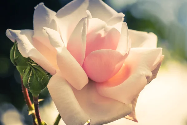 近くには庭にピンクのバラの花のピークが咲いていました バラは芽から開いた バラは新鮮で柔らかいです サイドビュー — ストック写真