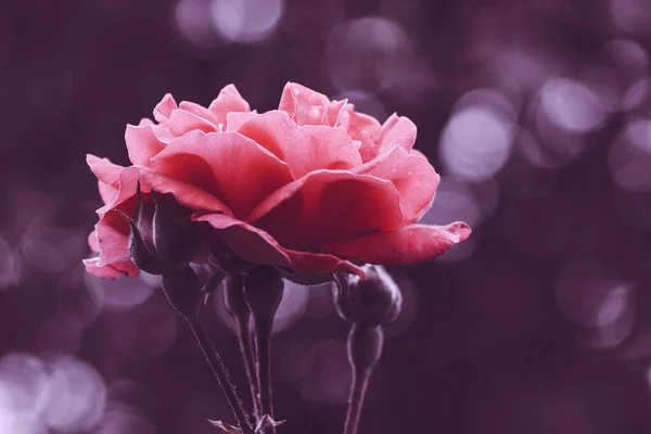 Old Vintage Grunge Background Pink Rose Soft Focus — Stock Photo, Image