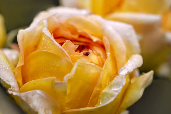 黄色のマクロ写真を閉じ上昇した 日当たりの良い庭で美しいバラ 黄色のバラと花抽象的なグランジの背景 ソフトフォーカス — ストック写真