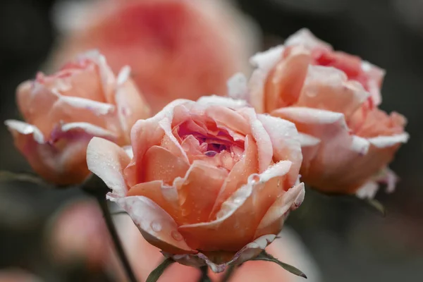 公園には三つのサンゴのバラと蕾のバラがたくさんあります 花の背景 ソフトフォーカス — ストック写真