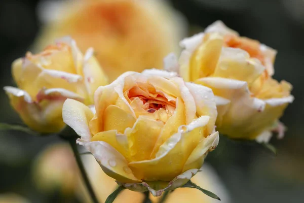 公園内には黄色いバラと蕾のバラが3つあります 花の背景 ソフトフォーカス — ストック写真