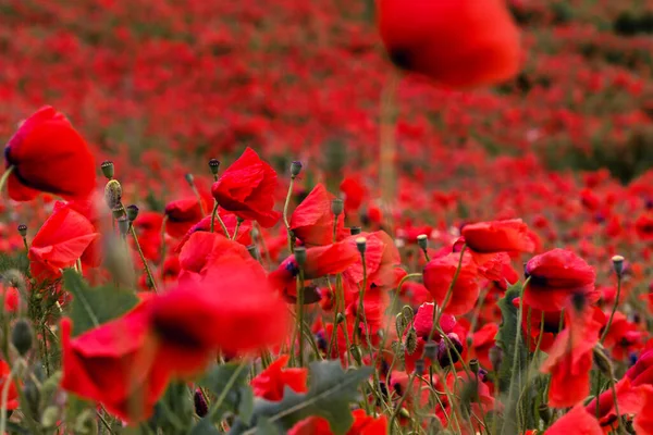 Red Poppies Wildflowers Field Morning Floral Background Soft Focus — Stock Photo, Image