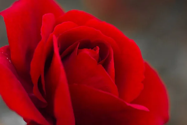 Close Red Rose Flower Background Wallpaper Love Concept Soft Focus — Stock Photo, Image