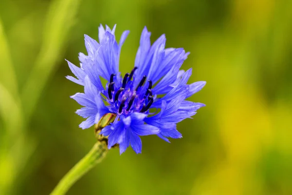 Majsblomma Fält Wild Blue Blomma Blooming Natur Skönhet Bakgrund — Stockfoto