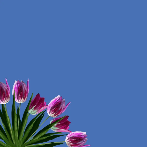 現実的な美しい開花チューリップピンクの色でグリーティングカードテンプレート 青の背景に緑の葉 — ストック写真