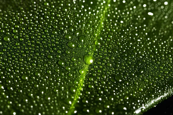 Close Van Groen Blad Met Waterdruppels Een Gestreepte Achtergrond Natuurlijke — Stockfoto