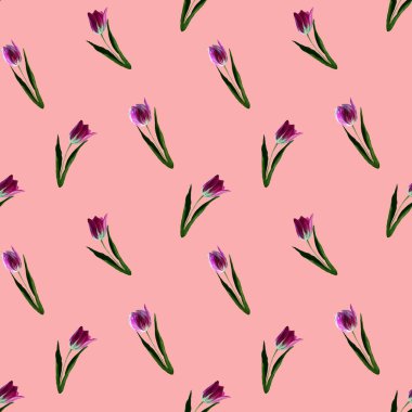 Gouache çiçekli lale pembe, eski moda. Kusursuz renksiz yay deseni. Boyalı menekşe lale bitkisi. Mor çiçek.. .