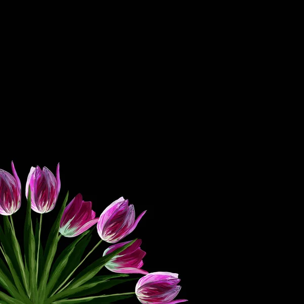 Greeting card template with realistic beautiful blooming tulips pink colors, green leaves on black background.