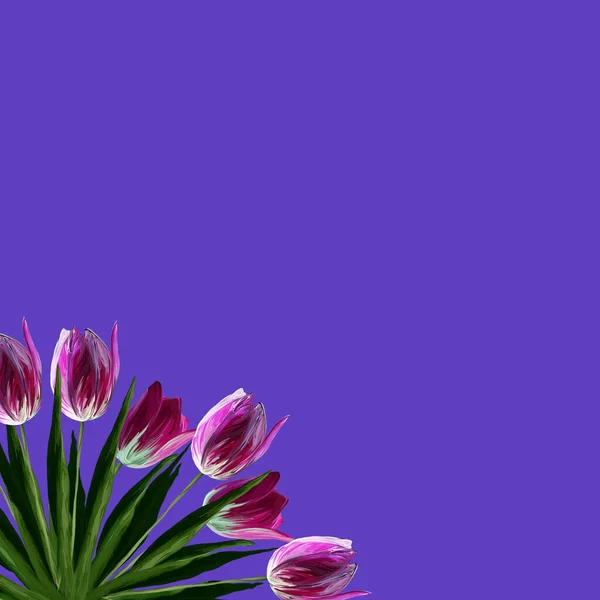 現実的な美しい開花チューリップピンク色 紫色の背景に緑の葉とグリーティングカードテンプレート — ストック写真