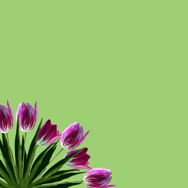 現実的な美しい開花チューリップピンクの色でグリーティングカードテンプレート 緑の背景に緑の葉 — ストック写真
