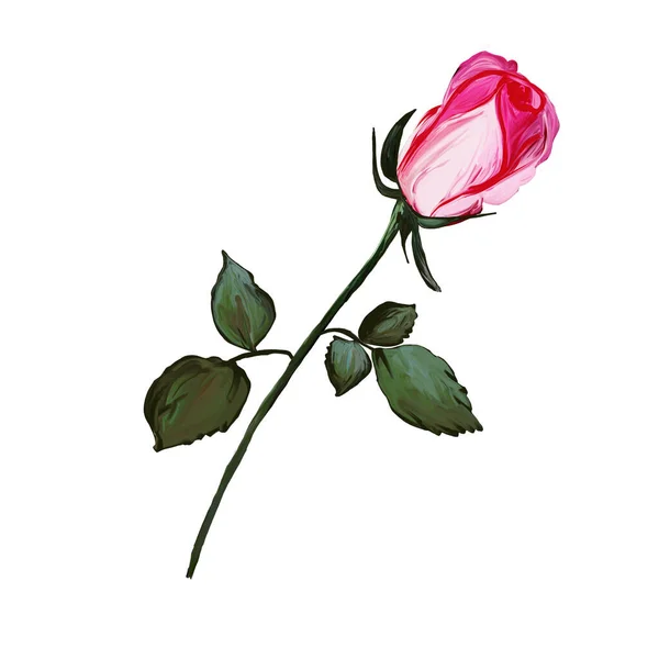 Realistyczne różowe płatki rosy pozostawiają pąki na białym tle. Ilustracja projektu graficznego róża, ikona, szkic artystyczny, logo, pąk kwitnący, gałąź kwiatowa, wykorzystanie w druku, rysunek ręczny — Zdjęcie stockowe