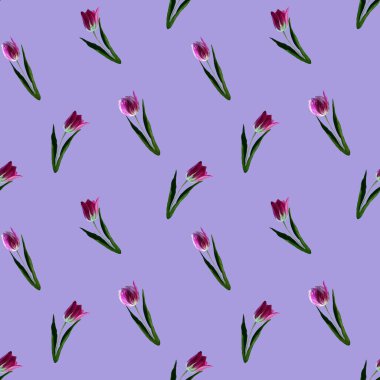 Gouache çiçekli lalesi. Kusursuz renksiz yay deseni. Leylak arka planında boyalı mor lale bitkisi. Mor çiçek.. .