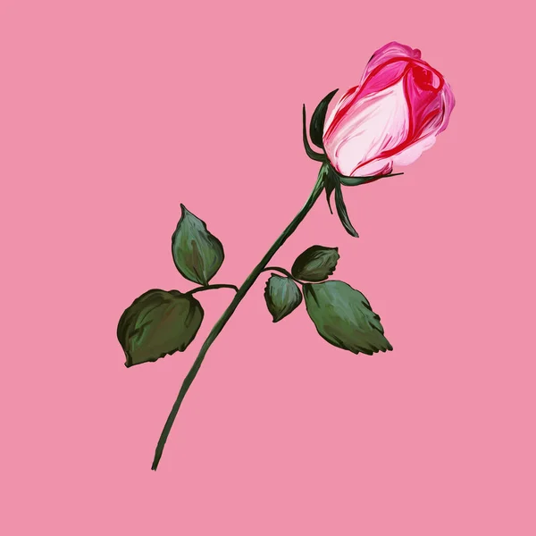 Реалістичні Пелюстки Рожевого Кору Залишають Бутон Рожевому Тлі Ілюстрація Графічного — стокове фото