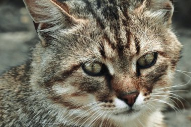 Kedi portresi. Kedi suratlı, caddeye yakın dur. Hayvanat bahçesi. Uluslararası Kedi Günü, Evcil Hayvan ve Yaşam Tarzı Konsepti...