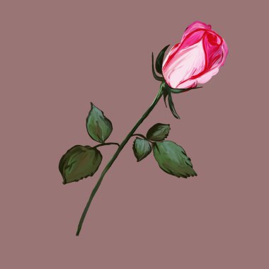 Gerçekçi pembe Ross yaprakları açık kahverengi arka planda tomurcuk bırakır. Gülün, ikonun, sanat eskizinin, logonun, tomurcuklanan tomurcuğun, çiçek dalının grafiksel tasarımı, el çizimi.