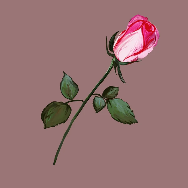 现实的粉色玫瑰花瓣在浅褐色背景上留下嫩芽 艺术草图 开花花蕾 印刷品 手绘图形设计图解 — 图库照片