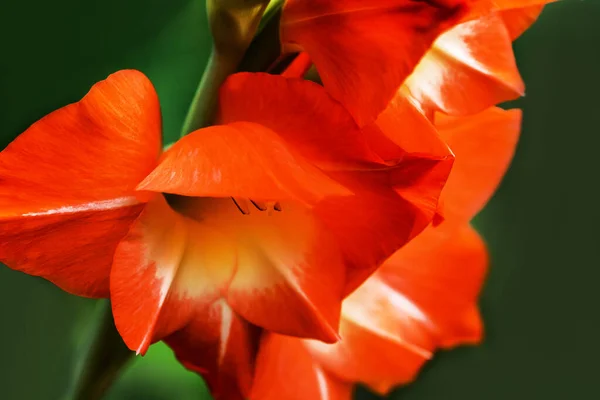 Gladiolus Miecz Lily Pomarańcza Gladiolus Piękny Kwiat Kwitnący Ogrodzie Szczelnie — Zdjęcie stockowe