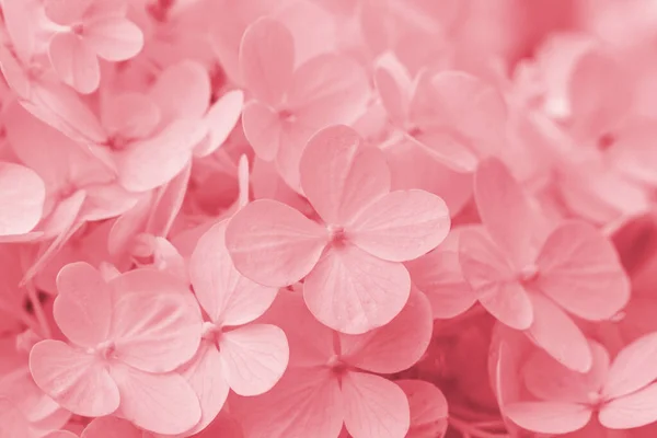 Blurred Beautiful Pink Hydrangea Hortensia Flower Close Artistic Natural Background Royalty Free Stock Images