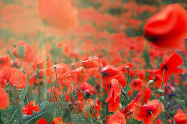 Red Poppies Wildflowers Field Morning Floral Background Soft Focus Stock Image