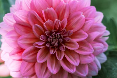 Pastel pembe yıldız yaprağı makrosu, çiçek soyut arka plan. Arkaplan için çiçek dalyasını kapat, Yumuşak odak...