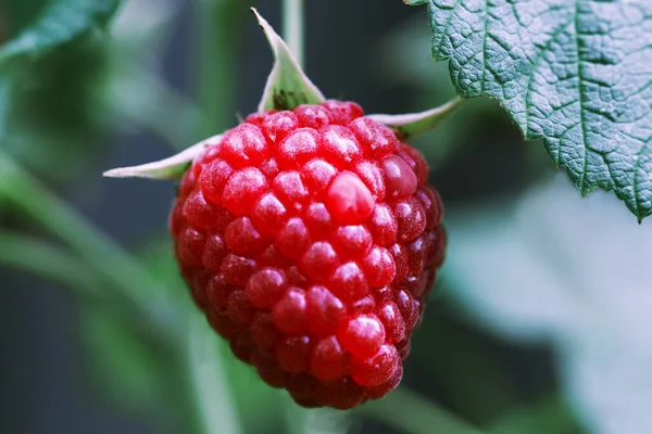 Close Ripe Raspberry Bushes Garden Royalty Free Stock Photos